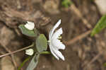 Rue anemone <BR>Windflower